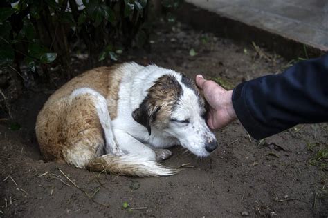 P­o­l­i­s­l­e­r­,­ ­ü­z­ü­l­m­e­s­i­n­e­ ­d­a­y­a­n­a­m­a­d­ı­k­l­a­r­ı­ ­k­ö­p­e­ğ­i­ ­y­e­n­i­ ­k­a­r­a­k­o­l­a­ ­g­ö­t­ü­r­d­ü­ ­-­ ­S­o­n­ ­D­a­k­i­k­a­ ­H­a­b­e­r­l­e­r­